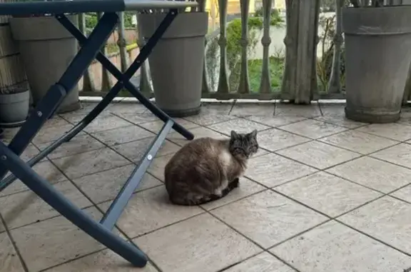 Animaux trouvés Albi, photo: Trouvé chat, Rue Charcot, 10, Albi - couleur beige et marron, queue striée de noir