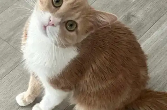 Perdu chat mâle, Rue Elisée Reclus, 5, Lormont - poils longs tigrés roux et blanc - photo