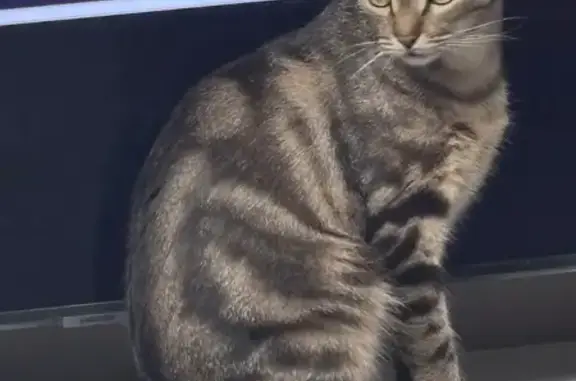 Perdu chat femelle, Rue de la Liberté, 5, Bezons - répond au nom de Maya - photo