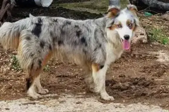 Chien perdu, Chavannes-sur-Reyssouze, Villereversure - femelle berger australien - photo