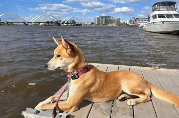 Lost Собака, Female, Cumberland Crossing, 41, Smyrna - tan brown with pointed ears - photo