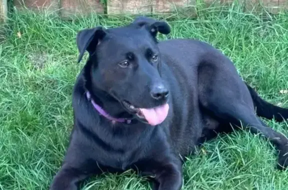 Lost Собака, Schauer Drive, 1083, Galloway - black with spots on tongue - photo