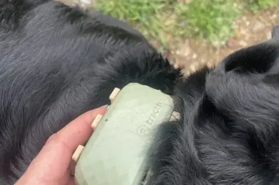 Animaux trouvés Penta-di-Casinca, photo: Trouvé chien homme, Penta-di-Casinca, Corse - labrador noir avec collier GPS