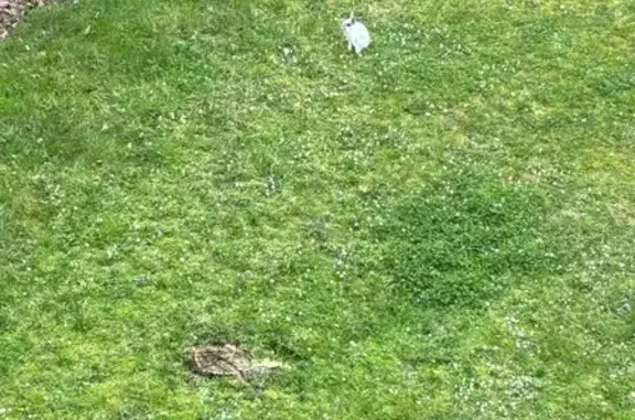 Animaux trouvés Bondy, photo: Trouvé oiseau, Bondy, Île-de-France