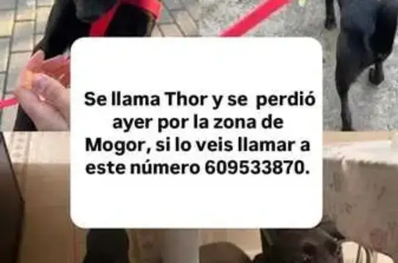 Perro Perdido: Mestizo Negro con Arnés Rojo