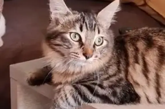 Animaux perdus Horgues, photo: Perdu chat homme, Rue du Lhéris, 5, Bernac-Debat, Horgues - tigré européen, queue touffue