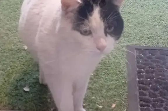 Animaux trouvés Chamalières, photo: Trouvé chat, Avenue de la Gare, Chamalières