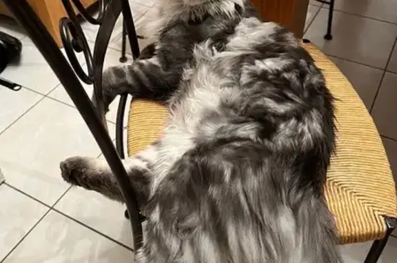 Chat perdu, Tiercé, photo: Perdu chat mâle, Rue de la Paix, Tiercé - Maine Coon non castré