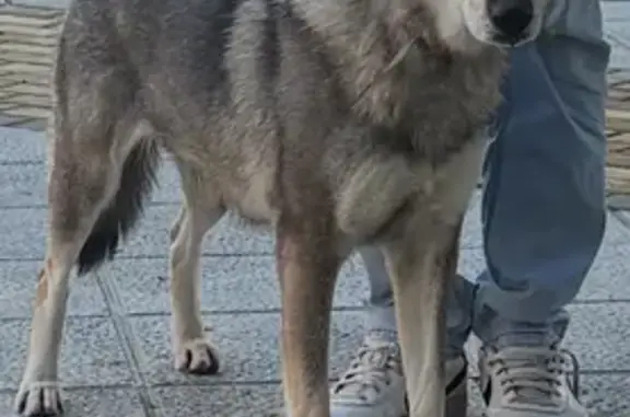 Perra Pastor Checoslovaco Perdida en Andalucía