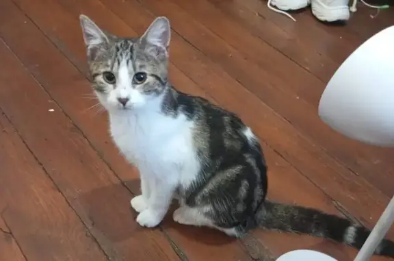 Perdu chat femelle, Rue Damiette, 38, Rouen - blanc avec taches tigrées - photo