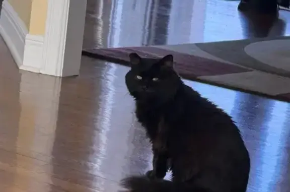 Lost Кошка, 74th Street, Shawnee - right ear clipped - photo