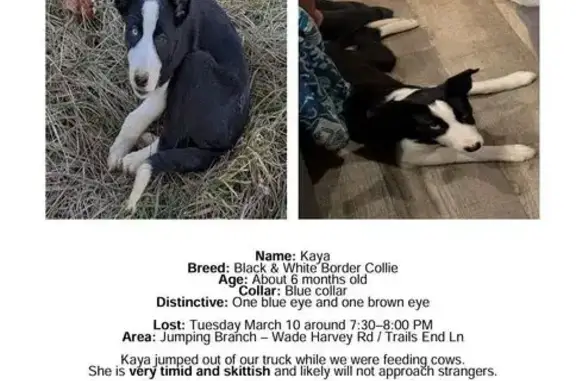 Lost Собака, Female, Jumping Branch, Charleston - blue and brown eyes - photo