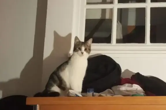 Perdu chat femelle, Rue Damiette, 46, Rouen - tache blanche sur le dos - photo