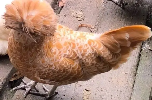 Perdu oiseau femme, Avenue Léon Cambillard, Clamart - poule padou rousse - photo