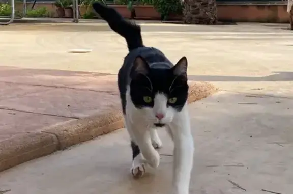 Es un macho joven y muy sociable. Apareció en la puerta de mi casa llorando porque quería entrar.