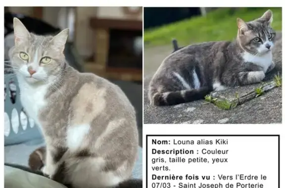 Perdu Chat, Chemin des Garniers, 96, Nantes - chatte très gentille - photo