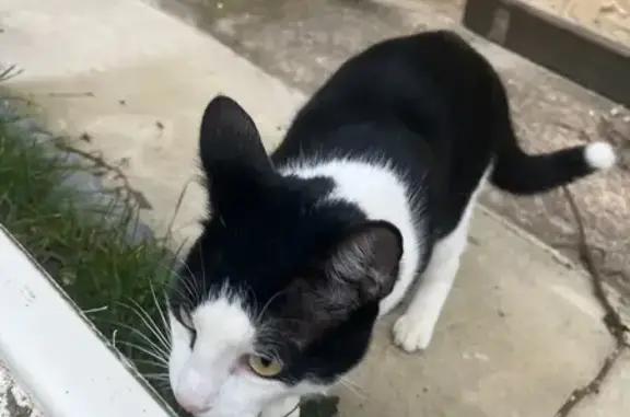 Animaux perdus Béziers, photo: Perdu Chat homme, Impasse Pierre Montezin, Béziers - masque noir et blanc