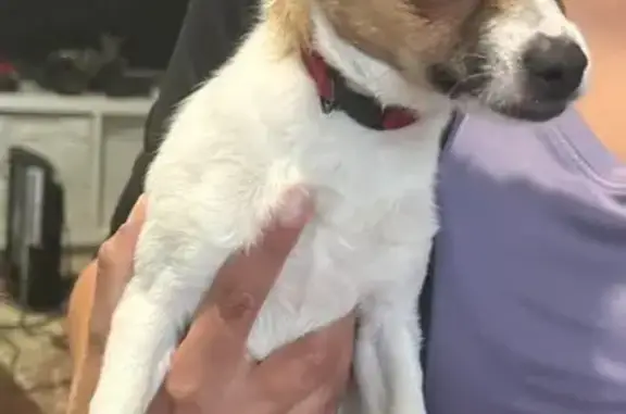 Lost and found pets Smyrna, photo: Found Собака, Male, Kolora Chase, 1803, Smyrna - very friendly, red collar