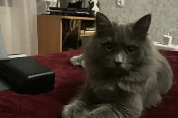 Зникла димчаста кішка у Житомирі: Допоможіть!