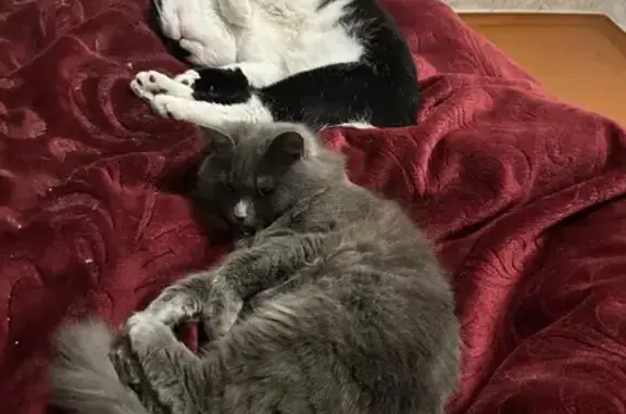 Зникла темно-сіра кішка в Житомирі