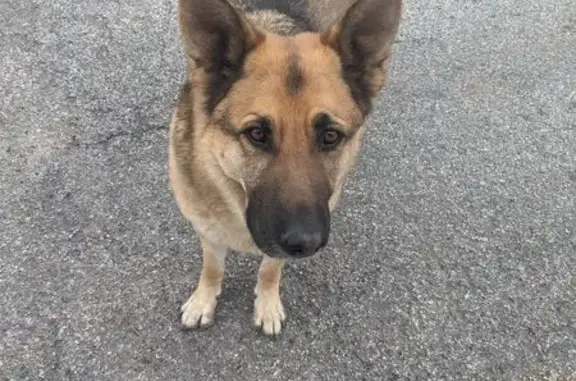Lost and found pets Des Moines, photo: Found Собака Male, Cottage Grove Avenue, Des Moines - German shepherd loose