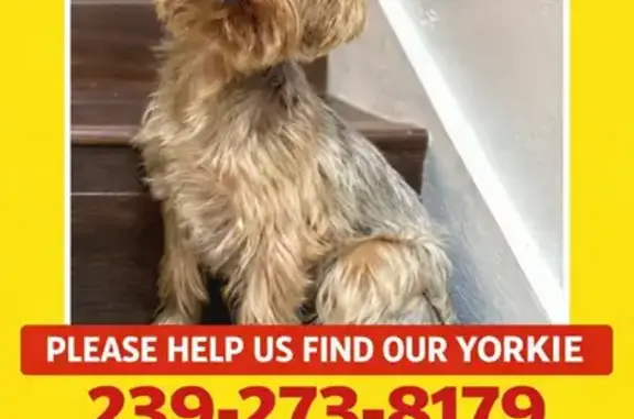 Lost and found pets Fort Myers, photo: Lost Собака Male, Lakeland Circle, Gateway, Fort Myers - Brown and silver Yorkie