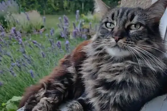 Animaux perdus Compiègne, photo: Perdu chat femelle, Rue Marcel Blanchet, Saint-Vaast-lès-Mello, Compiègne - tigrée marron, poils longs