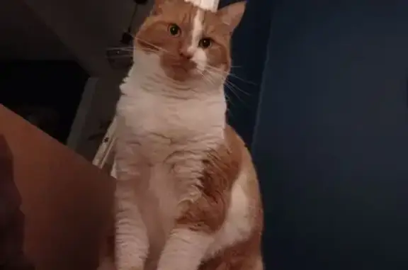 Animaux perdus Nivillac, photo: Perdu chat homme, Laval, Pays de la Loire - chat roux et blanc