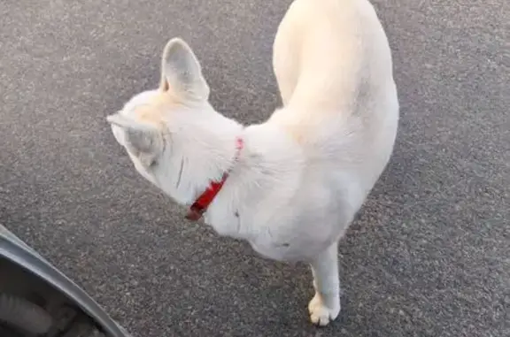 Chien trouvé Loudun, photo: Trouvé chien, Rue Pierre Mondion, 19, Mouterre-Silly, Loudun - blanc avec collier rouge