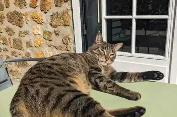 Perdu chat mâle, Avenue Voltaire, 15, Juvisy-sur-Orge - photo