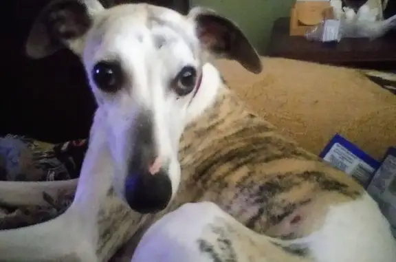 Lost Собака, Roosevelt Boulevard, Beverly Hills - White with brindle spots - photo