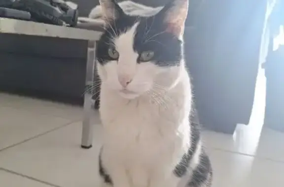 Animaux trouvés Crolles, photo: Trouvé chat homme, Impasse Jacques Brel, Crolles - cicatrice sur le nez