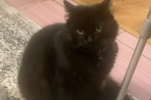 Зникла кішка: Чорний котик Вася, Житомир