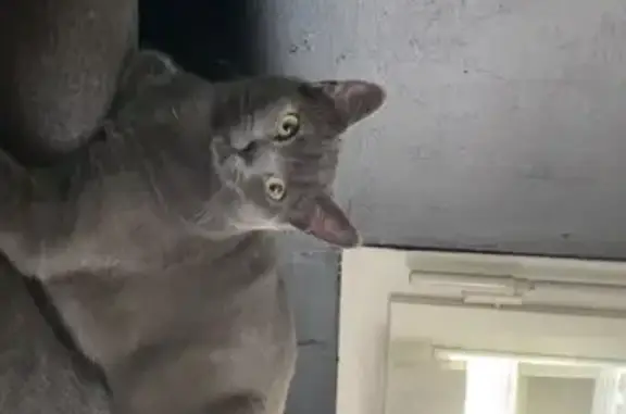 Perdu Chat mâle, Grenay, Hauts-de-France - couleur gris foncé avec un collier gris foncé - photo