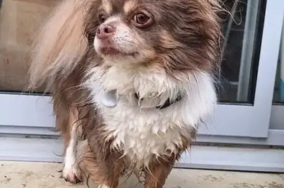 Chien perdu Plaisance-du-Touch, photo : Perdu chien homme, Rue de la Prairie, 8, Plaisance-du-Touch - marron clair avec empiècements blancs