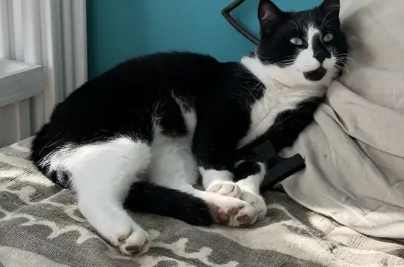 Perdu chat homme, Monacia-d'Aullène, Corse - noir et blanc, yeux verts - photo