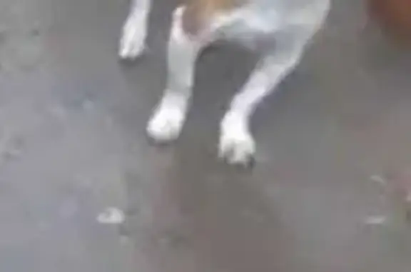 Cachorro perdido