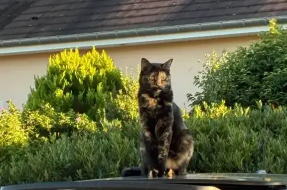 Perdu Chatte, Luzy-sur-Marne, Mandres-la-Côte - écailles de tortue très sociable - photo