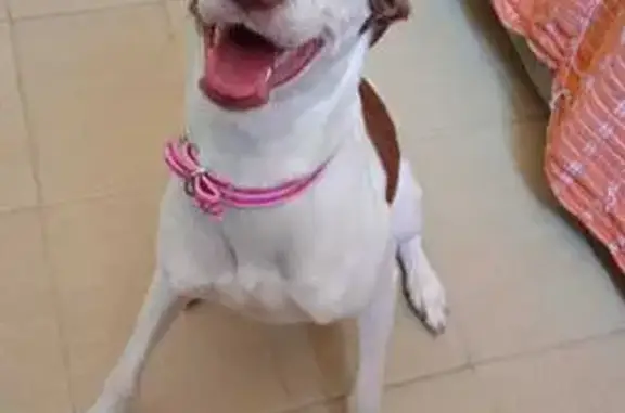 Cachorro perdido Fêmea (brl002447) - photo