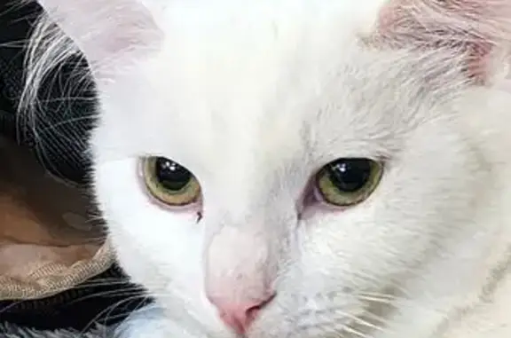 Missing cat , photo: Lost Cat: White Face, Black Fluffy Tail