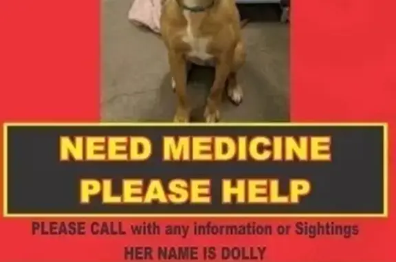 Lost and found pets Burleson, photo: Missing dog Female, Burleson (usl532449)