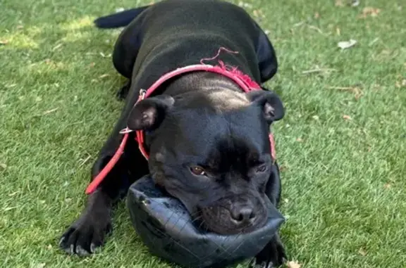 Chien perdu Carpentras, photo : Perdu chien mâle, Rue Plumanel, Carpentras - jeune staffie noir