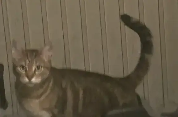 Perdu chat mâle, Rue Paul Serusier, Alençon - photo