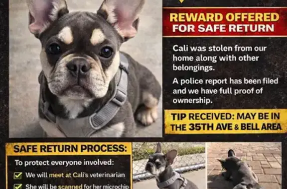 Lost and found pets Phoenix, photo: Lost Собака Female, Phoenix, Arizona - radar ears