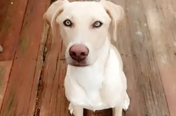 Lost Собака, Spaniel Court, 103, Townsend - wearing pink harness and colorful bandanna - photo