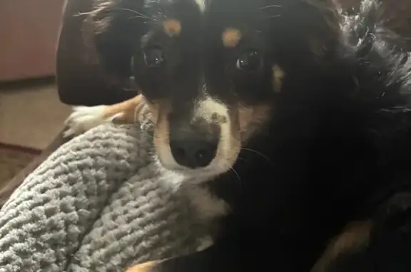 Lost Собака Male, Rolla Mill Road, 252, Verona - long-haired black fur - photo