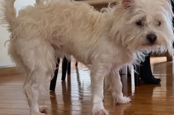 Lost Собака Male, Mountainside Drive, 41, Big Bass Lake - Westie mix with wiry coat - photo