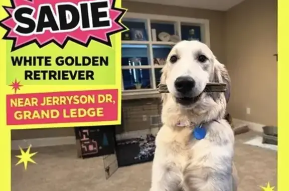 Missing dog Westland, photo: Lost Собака Female, Jerryson Drive, Westland - white golden retriever mix