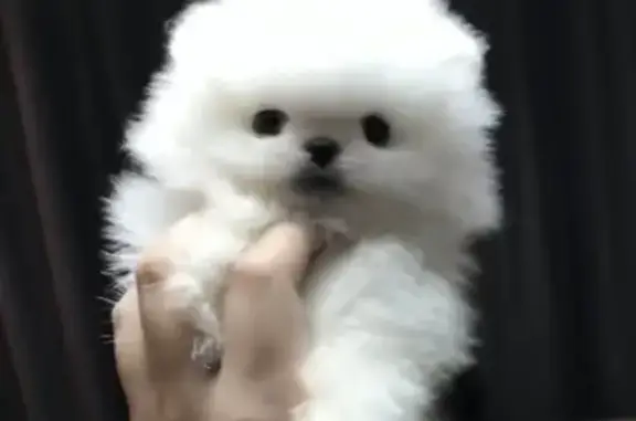 Missing dog Female, Schertz (usl532458) - photo