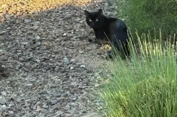 Found кошка, East Saint John R...